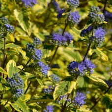 Каріоптерис кландонський `Саммер Сорбет` | Caryopteris × clandonensis `Summer Sorbet` | Кариоптерис кландонский `Саммер Сорбет`