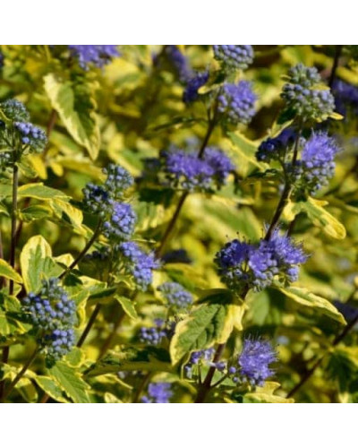 Каріоптерис кландонський `Саммер Сорбет` | Caryopteris × clandonensis `Summer Sorbet` | Кариоптерис кландонский `Саммер Сорбет`