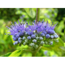 Каріоптерис кландонський `Саммер Сорбет` | Caryopteris × clandonensis `Summer Sorbet` | Кариоптерис кландонский `Саммер Сорбет`