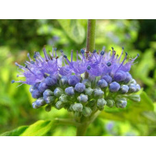 Каріоптерис кландонський `Саммер Сорбет` | Caryopteris × clandonensis `Summer Sorbet` | Кариоптерис кландонский `Саммер Сорбет`