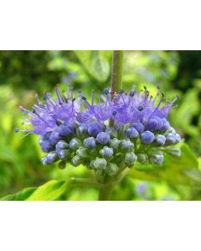 Каріоптерис кландонський `Саммер Сорбет` | Caryopteris × clandonensis `Summer Sorbet` | Кариоптерис кландонский `Саммер Сорбет`