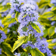 Каріоптерис кландонський `Саммер Сорбет` | Caryopteris × clandonensis `Summer Sorbet` | Кариоптерис кландонский `Саммер Сорбет`