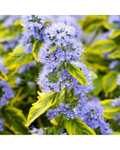 Каріоптерис кландонський `Саммер Сорбет` | Caryopteris × clandonensis `Summer Sorbet` | Кариоптерис кландонский `Саммер Сорбет`