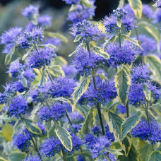 Каріоптерис кландонський `Саммер Сорбет` | Caryopteris × clandonensis `Summer Sorbet` | Кариоптерис кландонский `Саммер Сорбет`