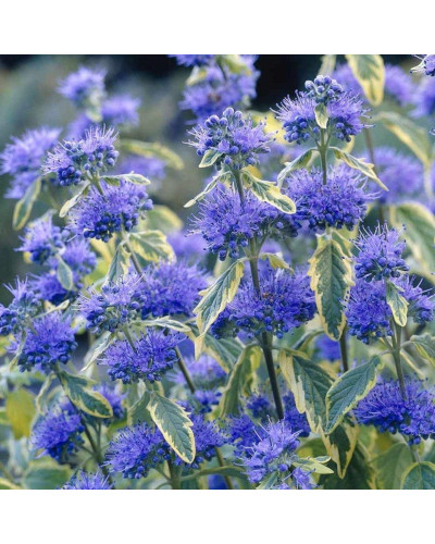 Каріоптерис кландонський `Саммер Сорбет` | Caryopteris × clandonensis `Summer Sorbet` | Кариоптерис кландонский `Саммер Сорбет`