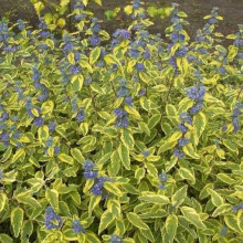 Каріоптерис кландонський `Саммер Сорбет` | Caryopteris × clandonensis `Summer Sorbet` | Кариоптерис кландонский `Саммер Сорбет`