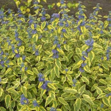 Каріоптерис кландонський `Саммер Сорбет` | Caryopteris × clandonensis `Summer Sorbet` | Кариоптерис кландонский `Саммер Сорбет`