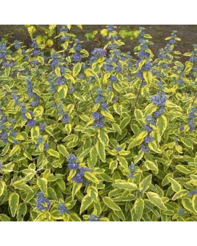 Каріоптерис кландонський `Саммер Сорбет` | Caryopteris × clandonensis `Summer Sorbet` | Кариоптерис кландонский `Саммер Сорбет`