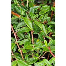 Кизильник верболистий Парк Теппіч | Cotoneaster salicifolius Parkteppich | Кизильник иволистный Парк Теппич