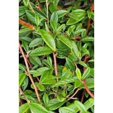 Кизильник верболистий Парк Теппіч | Cotoneaster salicifolius Parkteppich | Кизильник иволистный Парк Теппич