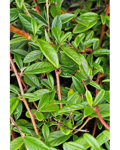Кизильник верболистий Парк Теппіч | Cotoneaster salicifolius Parkteppich | Кизильник иволистный Парк Теппич