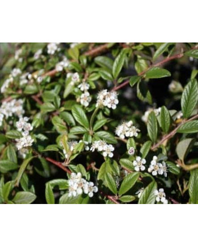 Кизильник верболистий Парк Теппіч | Cotoneaster salicifolius Parkteppich | Кизильник иволистный Парк Теппич