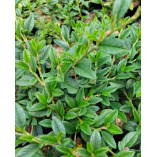 Кизильник верболистий Парк Теппіч | Cotoneaster salicifolius Parkteppich | Кизильник иволистный Парк Теппич