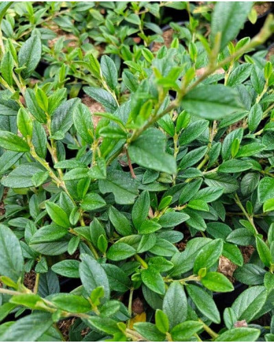 Кизильник верболистий Парк Теппіч | Cotoneaster salicifolius Parkteppich | Кизильник иволистный Парк Теппич