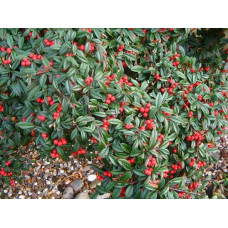 Кизильник верболистий Парк Теппіч | Cotoneaster salicifolius Parkteppich | Кизильник иволистный Парк Теппич