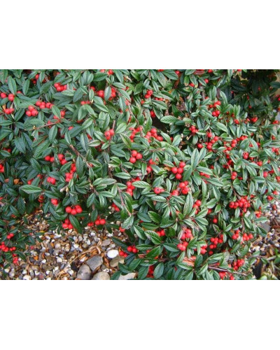 Кизильник верболистий Парк Теппіч | Cotoneaster salicifolius Parkteppich | Кизильник иволистный Парк Теппич