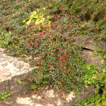Кизильник верболистий Парк Теппіч | Cotoneaster salicifolius Parkteppich | Кизильник иволистный Парк Теппич