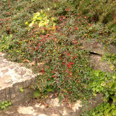 Кизильник верболистий Парк Теппіч | Cotoneaster salicifolius Parkteppich | Кизильник иволистный Парк Теппич