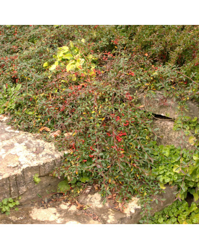 Кизильник верболистий Парк Теппіч | Cotoneaster salicifolius Parkteppich | Кизильник иволистный Парк Теппич