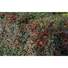 Кизильник верболистий Парк Теппіч | Cotoneaster salicifolius Parkteppich | Кизильник иволистный Парк Теппич