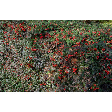 Кизильник верболистий Парк Теппіч | Cotoneaster salicifolius Parkteppich | Кизильник иволистный Парк Теппич