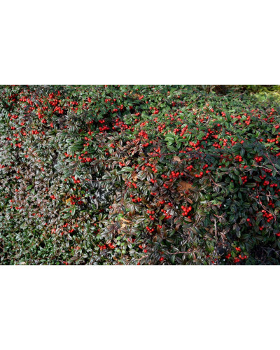 Кизильник верболистий Парк Теппіч | Cotoneaster salicifolius Parkteppich | Кизильник иволистный Парк Теппич