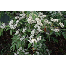 Кизильник верболистий Парк Теппіч | Cotoneaster salicifolius Parkteppich | Кизильник иволистный Парк Теппич