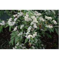 Кизильник верболистий Парк Теппіч | Cotoneaster salicifolius Parkteppich | Кизильник иволистный Парк Теппич