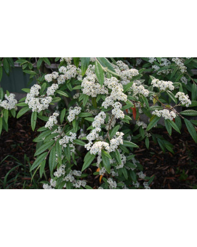 Кизильник верболистий Парк Теппіч | Cotoneaster salicifolius Parkteppich | Кизильник иволистный Парк Теппич