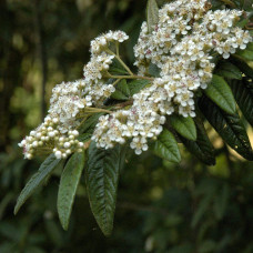 Кизильник верболистий Парк Теппіч | Cotoneaster salicifolius Parkteppich | Кизильник иволистный Парк Теппич