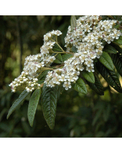 Кизильник верболистий Парк Теппіч | Cotoneaster salicifolius Parkteppich | Кизильник иволистный Парк Теппич