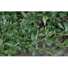 Кизильник верболистий Парк Теппіч | Cotoneaster salicifolius Parkteppich | Кизильник иволистный Парк Теппич