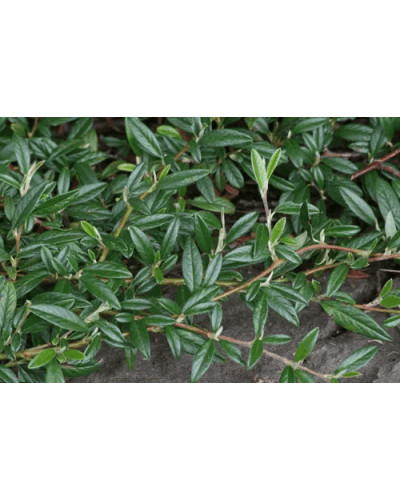 Кизильник верболистий Парк Теппіч | Cotoneaster salicifolius Parkteppich | Кизильник иволистный Парк Теппич