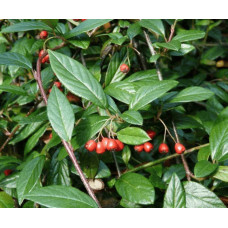 Кизильник верболистий Парк Теппіч | Cotoneaster salicifolius Parkteppich | Кизильник иволистный Парк Теппич