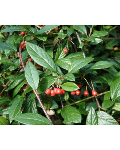 Кизильник верболистий Парк Теппіч | Cotoneaster salicifolius Parkteppich | Кизильник иволистный Парк Теппич
