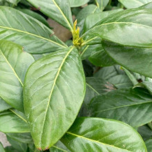 Лавровишня лікарська Новіта | Prunus laurocerasus Novita | Лавровишня лекарственная Новита