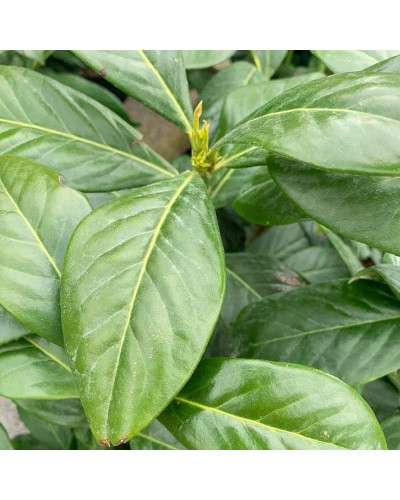 Лавровишня лікарська Новіта | Prunus laurocerasus Novita | Лавровишня лекарственная Новита
