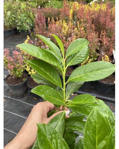 Лавровишня лікарська Новіта | Prunus laurocerasus Novita | Лавровишня лекарственная Новита
