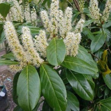 Лавровишня лікарська Новіта | Prunus laurocerasus Novita | Лавровишня лекарственная Новита