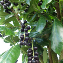 Лавровишня лікарська Новіта | Prunus laurocerasus Novita | Лавровишня лекарственная Новита