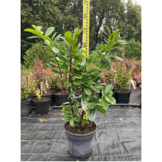 Лавровишня лікарська Новіта | Prunus laurocerasus Novita | Лавровишня лекарственная Новита