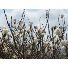 Магнолія лебнера Вайлдкет / Магнолія Вайлдкет | Magnolia loebneri Wildcat | Магнолия лебнера Вайлдкет / Магнолия Вайлдкет