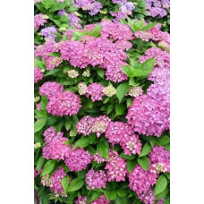 Гортензія широколиста Хорнлі / Гортензія Хорнлі | Hydrangea macrophylla Hornli | Гортензия широколистая Хорнли / Гортензия Хорнли
