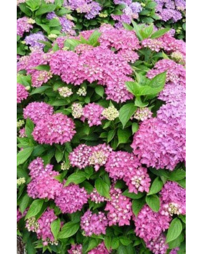 Гортензія широколиста Хорнлі / Гортензія Хорнлі | Hydrangea macrophylla Hornli | Гортензия широколистая Хорнли / Гортензия Хорнли