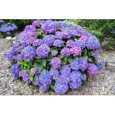 Гортензія широколиста Хорнлі / Гортензія Хорнлі | Hydrangea macrophylla Hornli | Гортензия широколистая Хорнли / Гортензия Хорнли