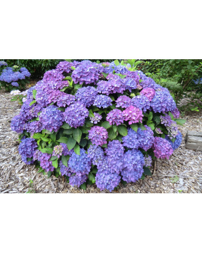 Гортензія широколиста Хорнлі / Гортензія Хорнлі | Hydrangea macrophylla Hornli | Гортензия широколистая Хорнли / Гортензия Хорнли