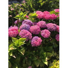 Гортензія широколиста Хорнлі / Гортензія Хорнлі | Hydrangea macrophylla Hornli | Гортензия широколистая Хорнли / Гортензия Хорнли