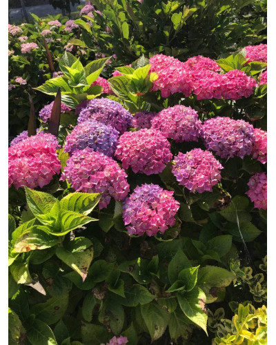 Гортензія широколиста Хорнлі / Гортензія Хорнлі | Hydrangea macrophylla Hornli | Гортензия широколистая Хорнли / Гортензия Хорнли