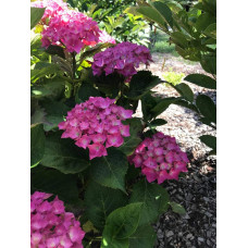Гортензія широколиста Хорнлі / Гортензія Хорнлі | Hydrangea macrophylla Hornli | Гортензия широколистая Хорнли / Гортензия Хорнли