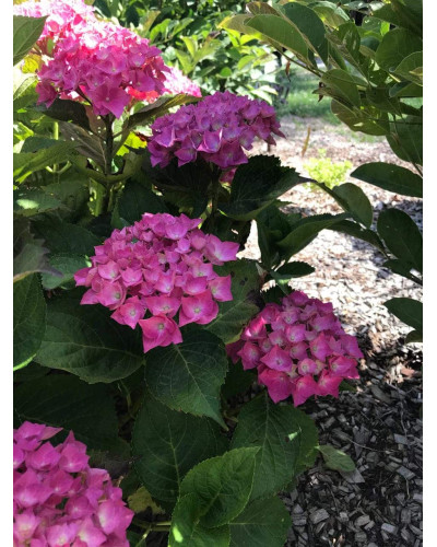 Гортензія широколиста Хорнлі / Гортензія Хорнлі | Hydrangea macrophylla Hornli | Гортензия широколистая Хорнли / Гортензия Хорнли